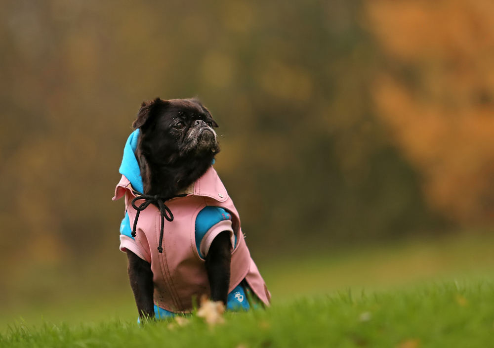 Bunt gegen Novembergrau