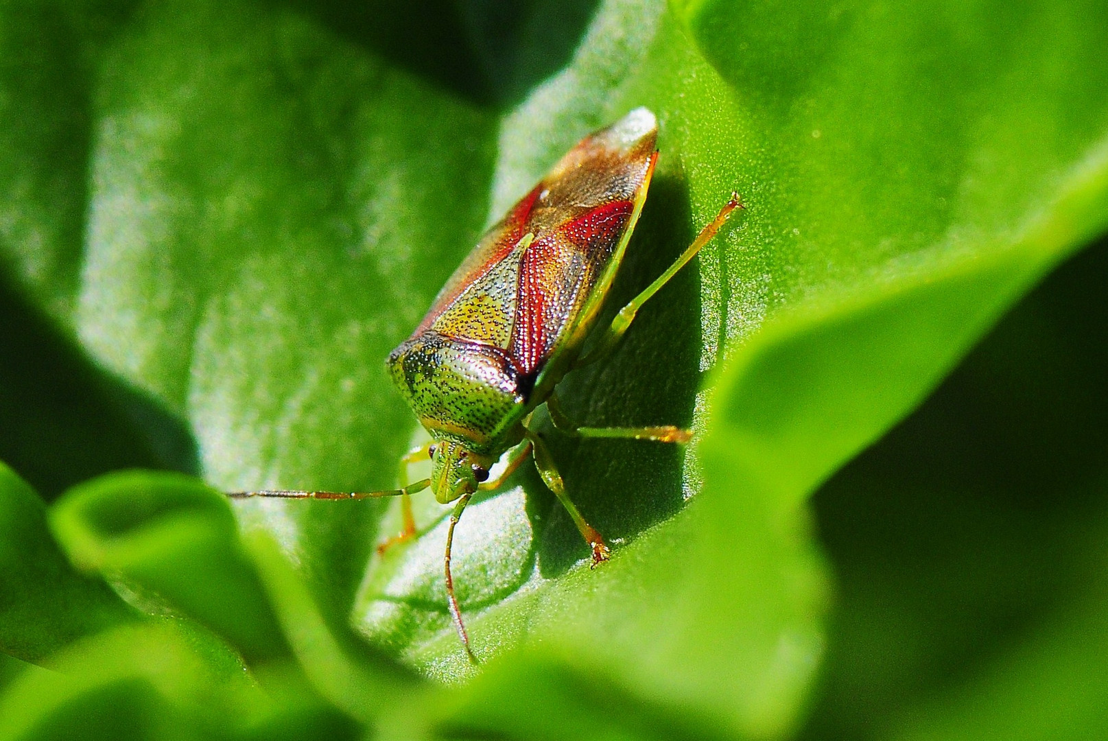 bunt gekleidet