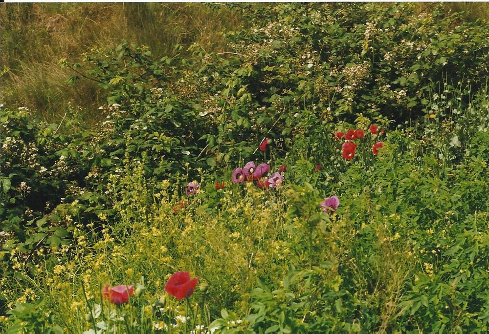 bunt gemischter, wilder Mohn