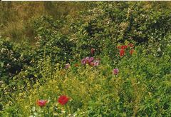 bunt gemischter, wilder Mohn