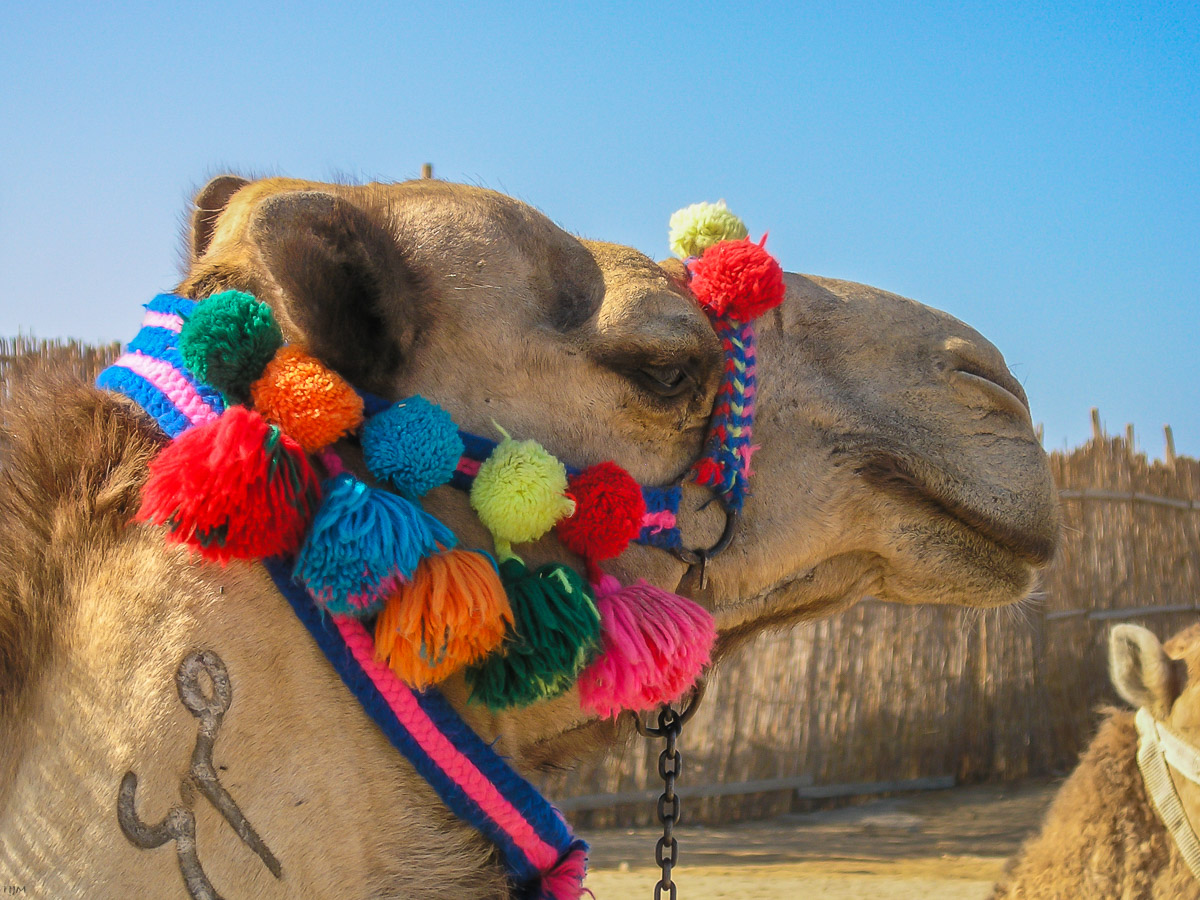 Bunt geschmücktes Kamel