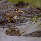 Bunt-Goldschnepfe (Greater Painted-snipe)