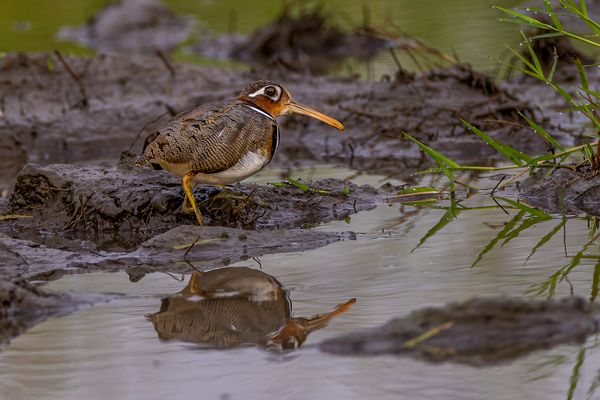 Bunt-Goldschnepfe (Greater Painted-snipe)