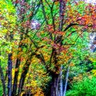 Bunt Herbst - I colori dell'autunno nel Parco