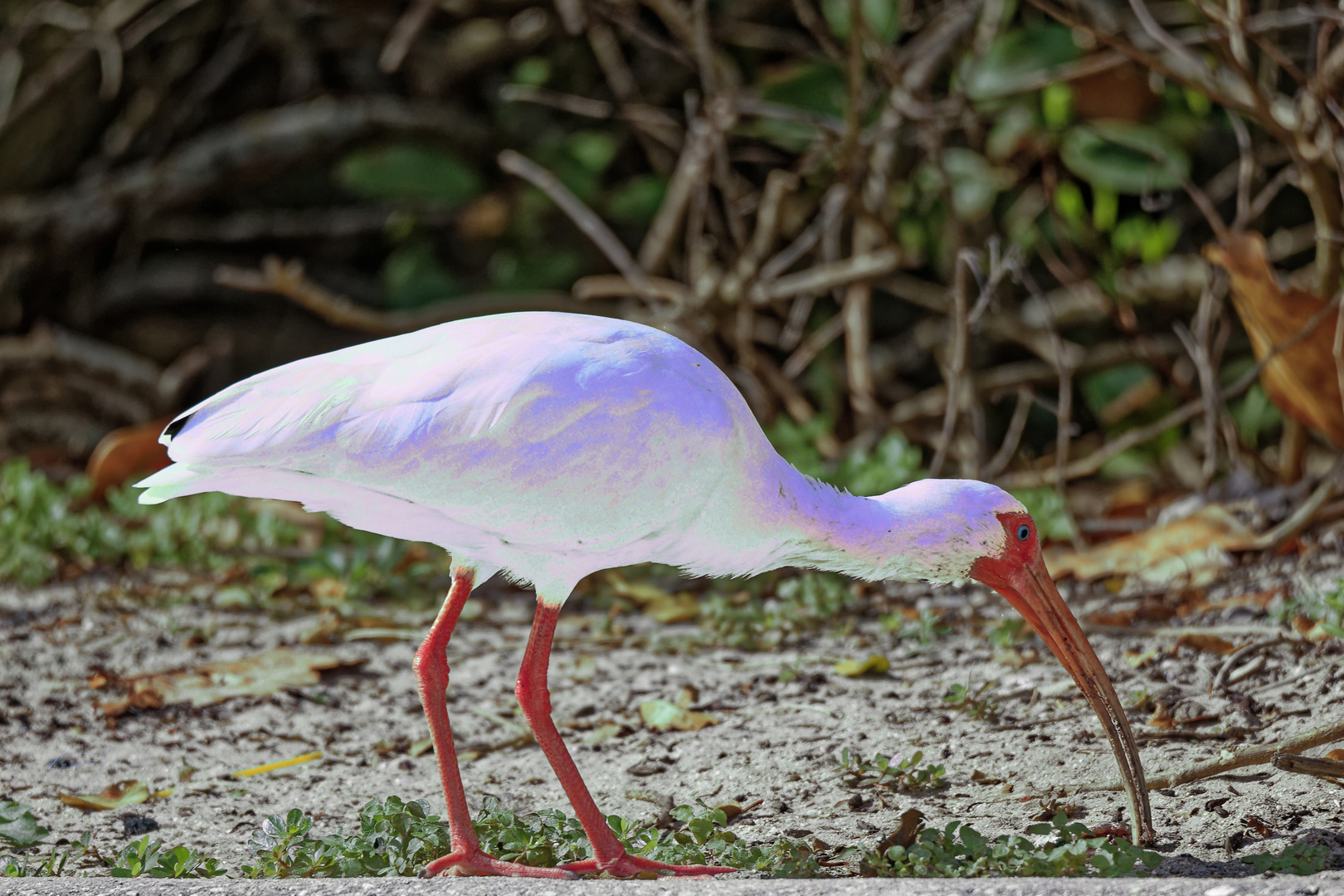 Bunt-Ibis