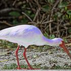 Bunt-Ibis