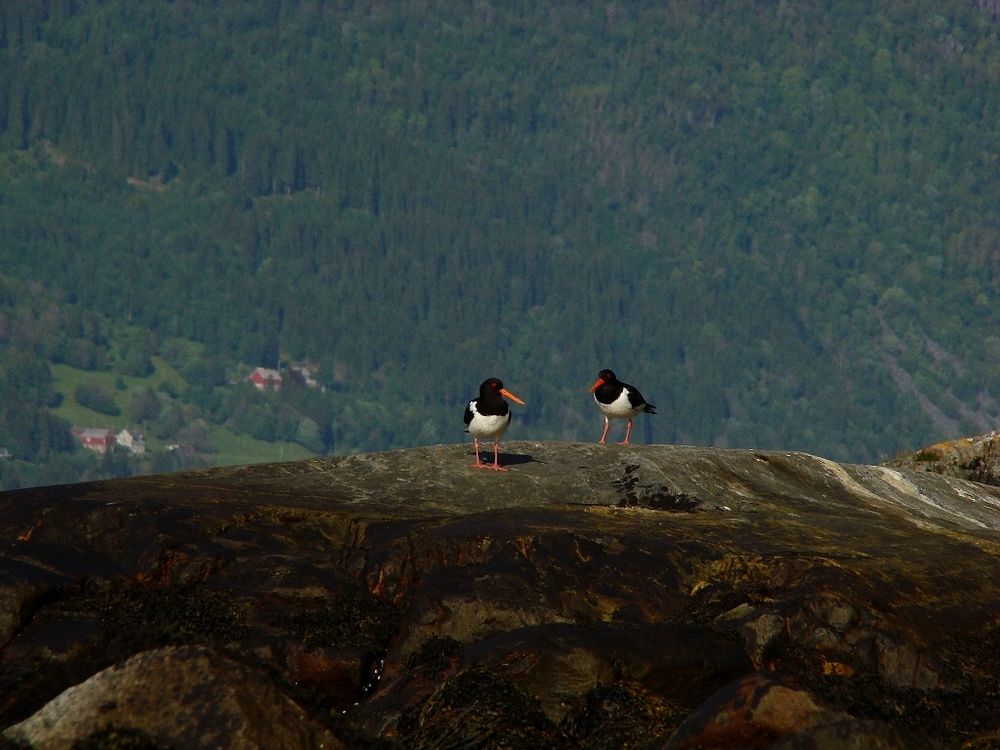 Bunt im grau Norwegen`s...