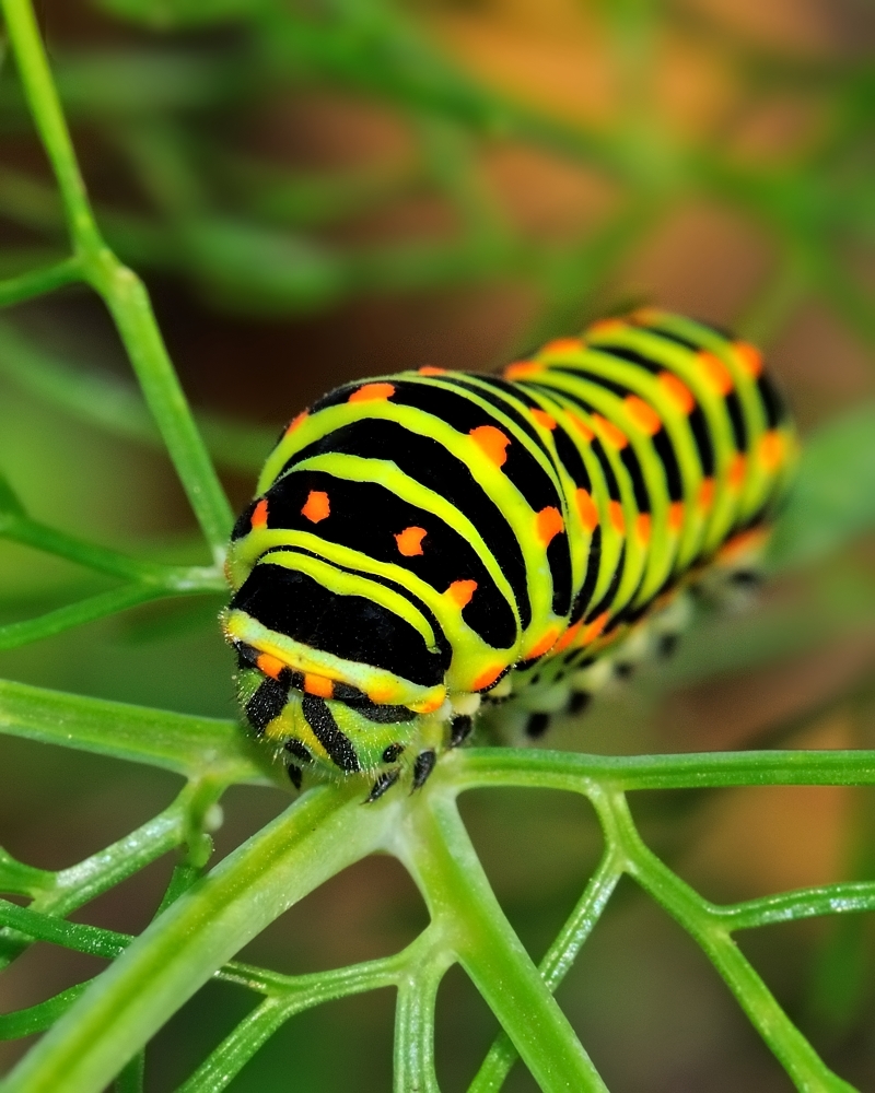 Bunt ist meine Lieblingsfarbe.... von Vogelnarr 