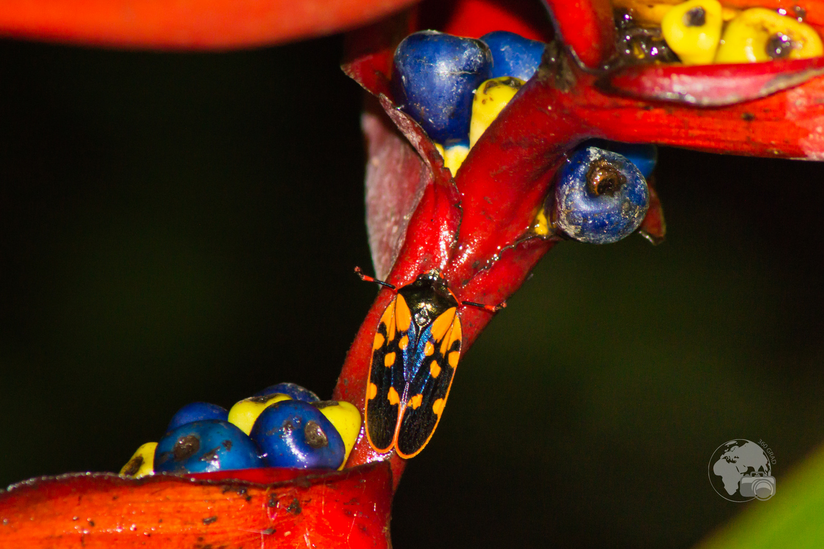 Bunt ist Tarnung