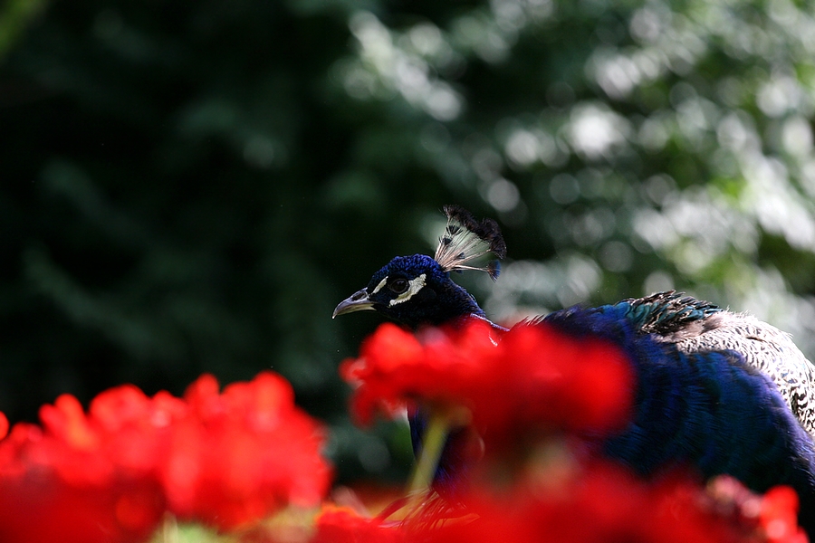 Bunt- rot, blau, grün.