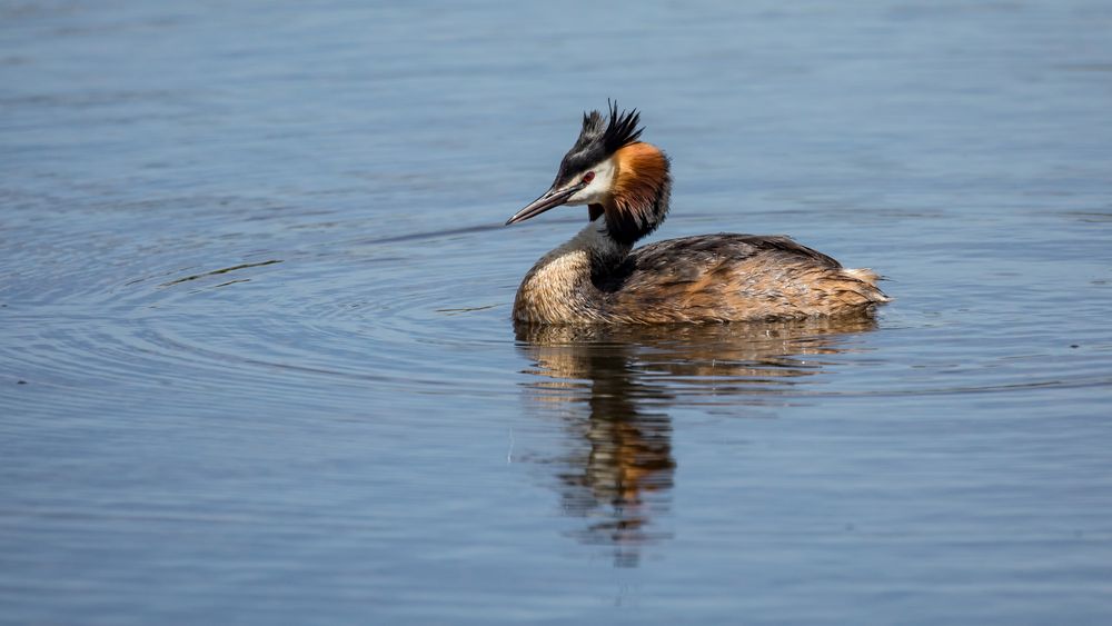 Bunt schillert der Vogel in prächtigem Gefieder