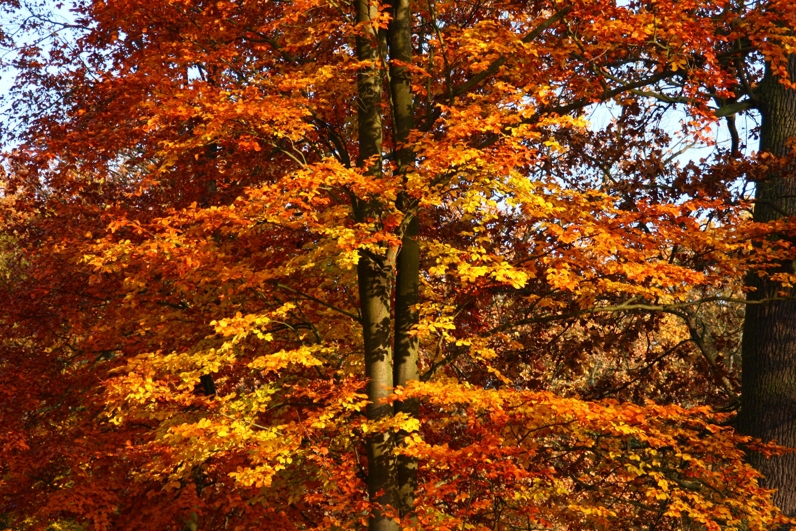 Bunt sind alle Wälder, .....