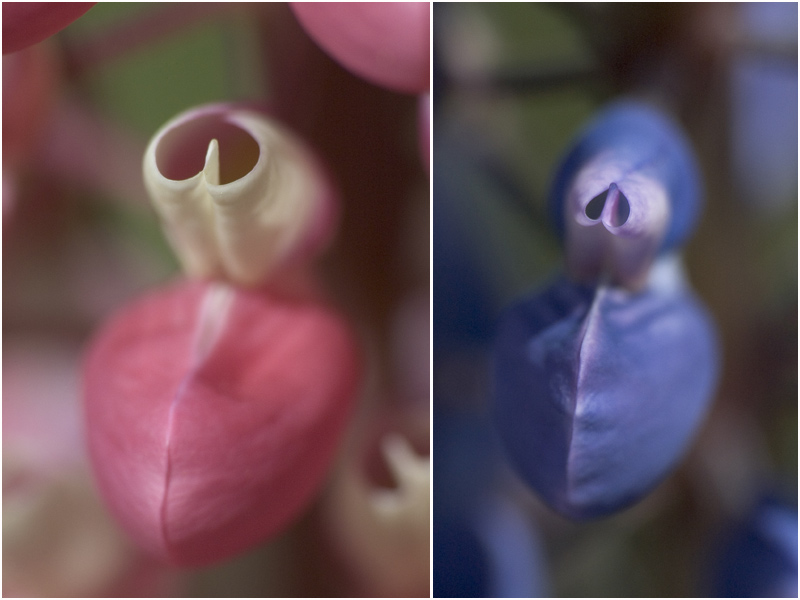 bunt sind die Blumen dieser Welt von Mina Zander