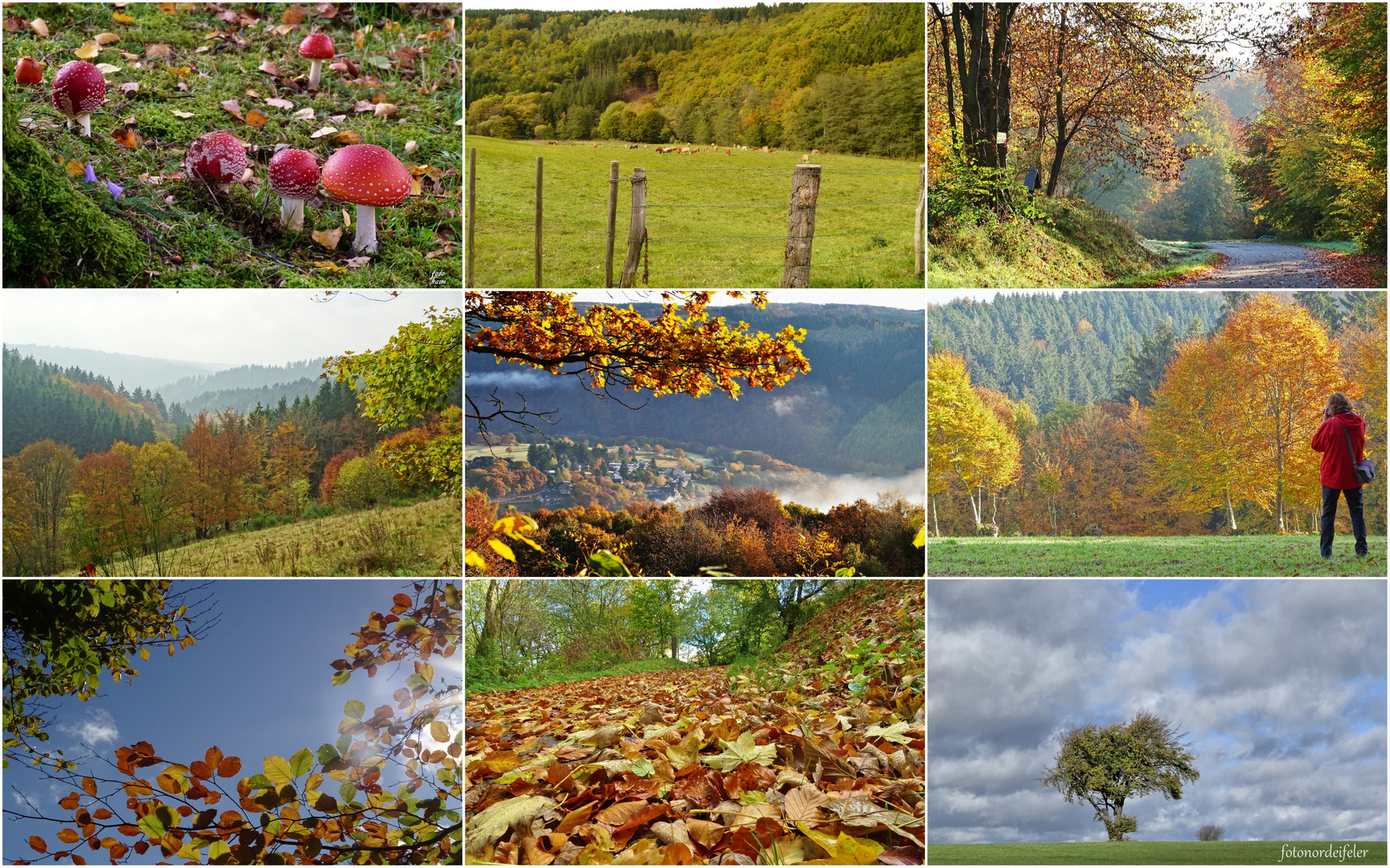 Bunt sind die Wälder