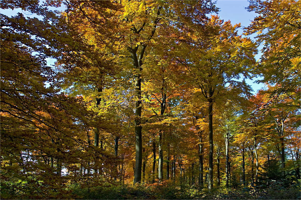 Bunt sind die Wälder jetzt