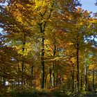 Bunt sind die Wälder jetzt