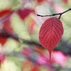 "Bunt sind schohon die Wälder"