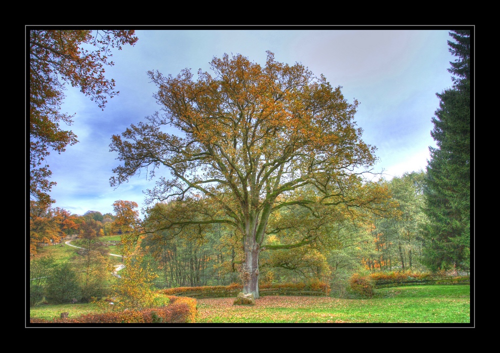 Bunt sind schon die Wälder ...