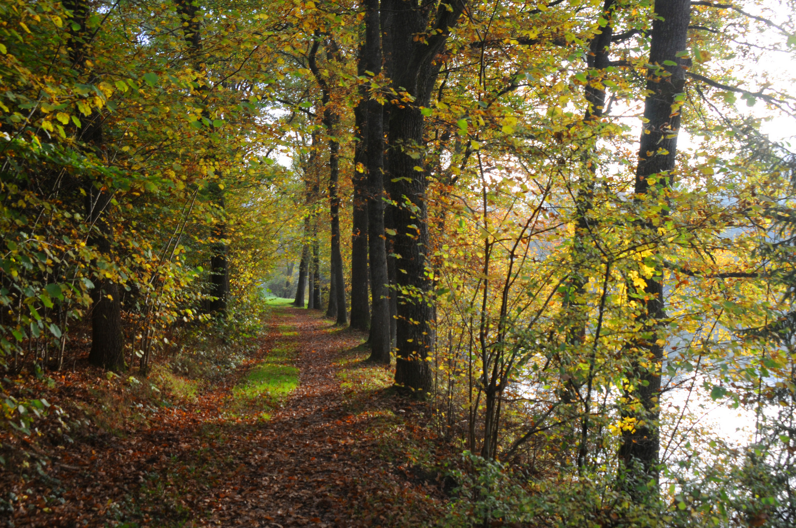 Bunt sind schon die Wälder...