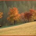 Bunt sind schon die Wälder...