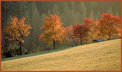 Bunt sind schon die Wälder...