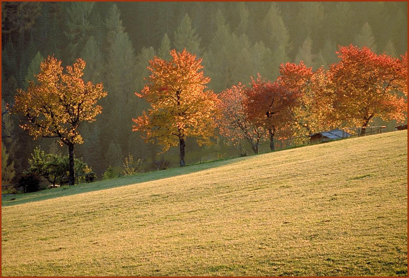 Bunt sind schon die Wälder...