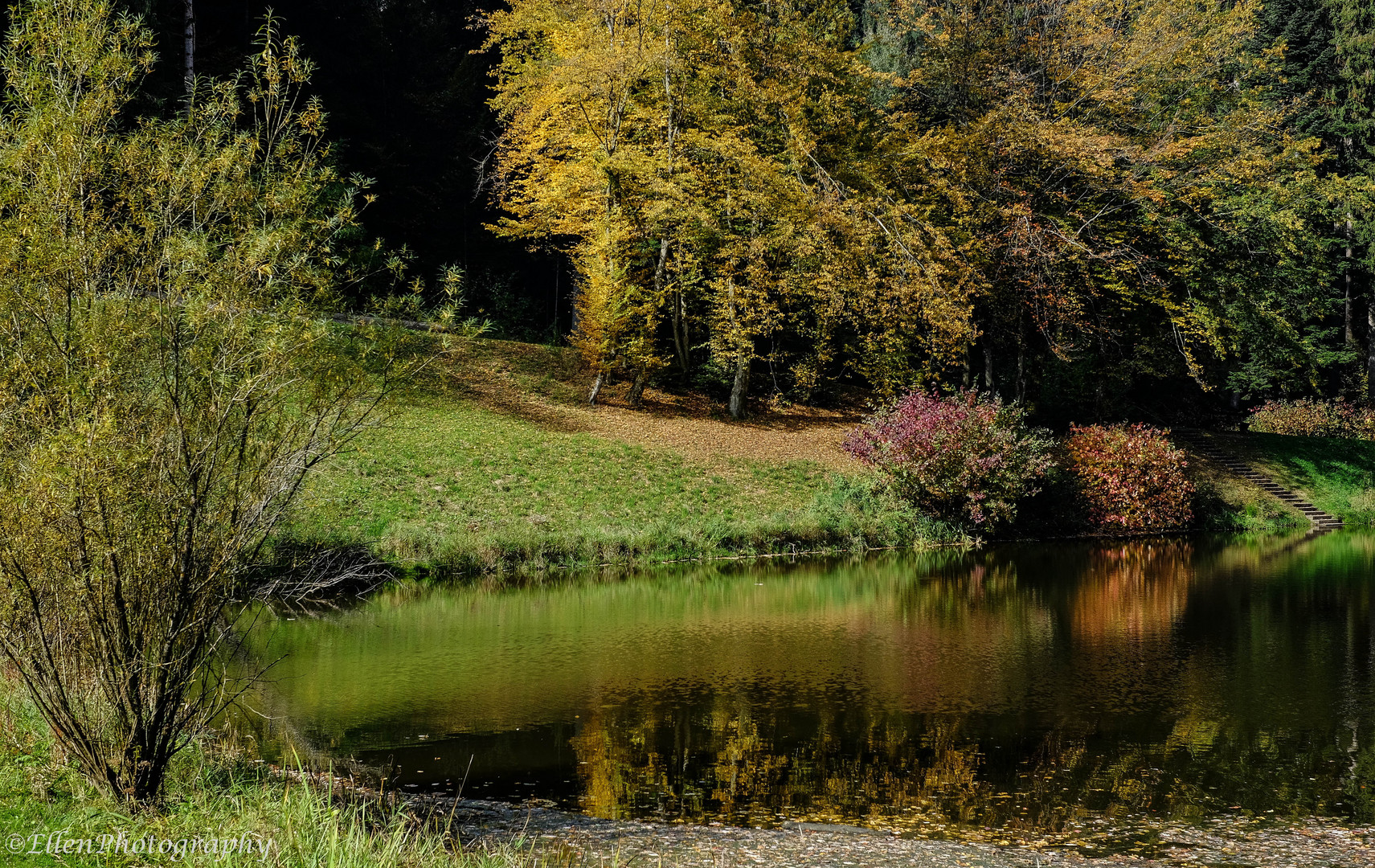 bunt sind schon die Wälder