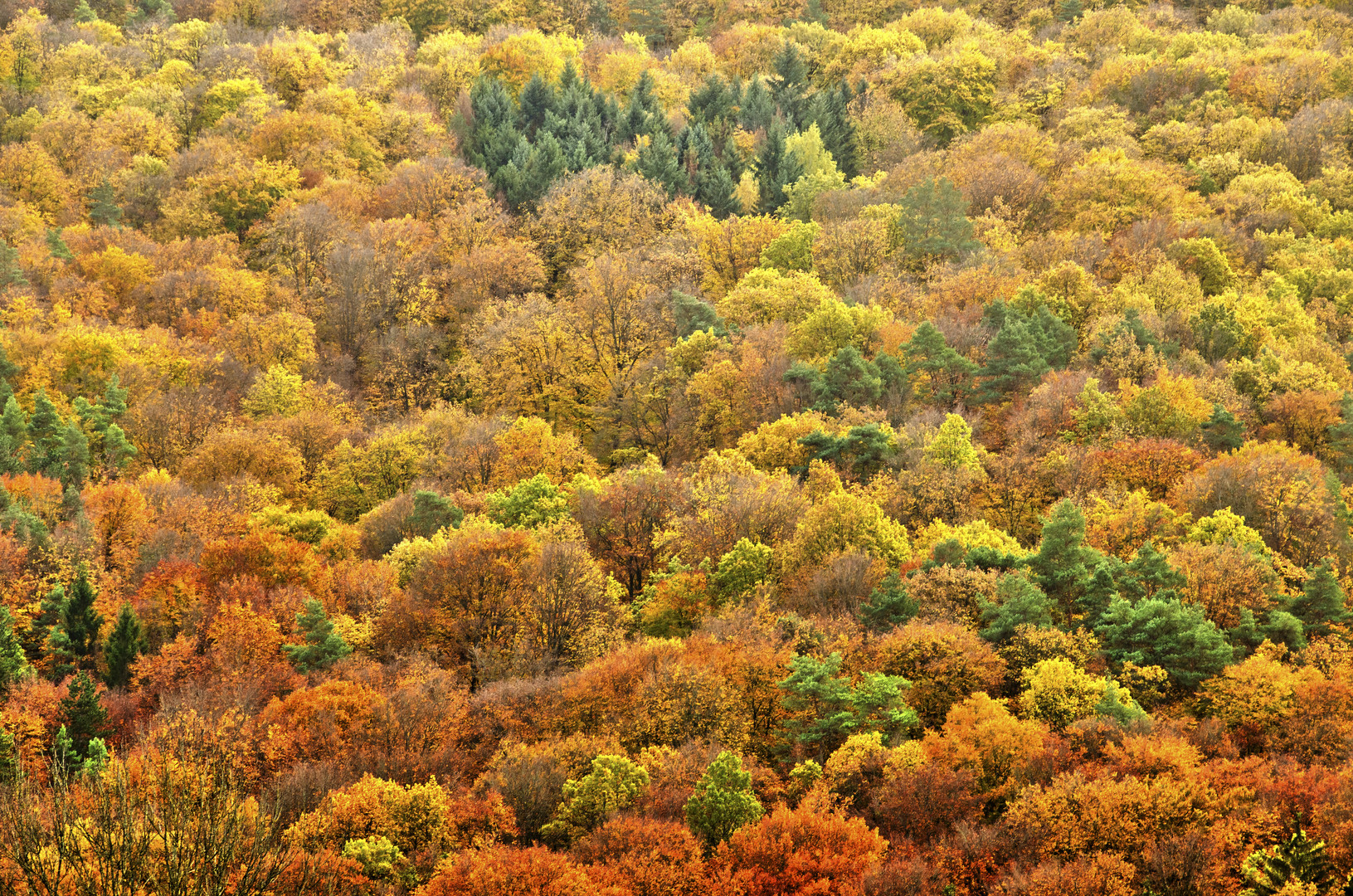 Bunt sind schon die Wälder