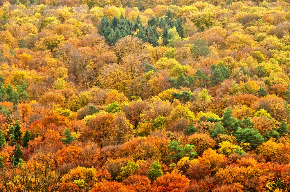 Bunt sind schon die Wälder