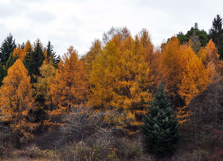 Bunt sind schon die Wälder......