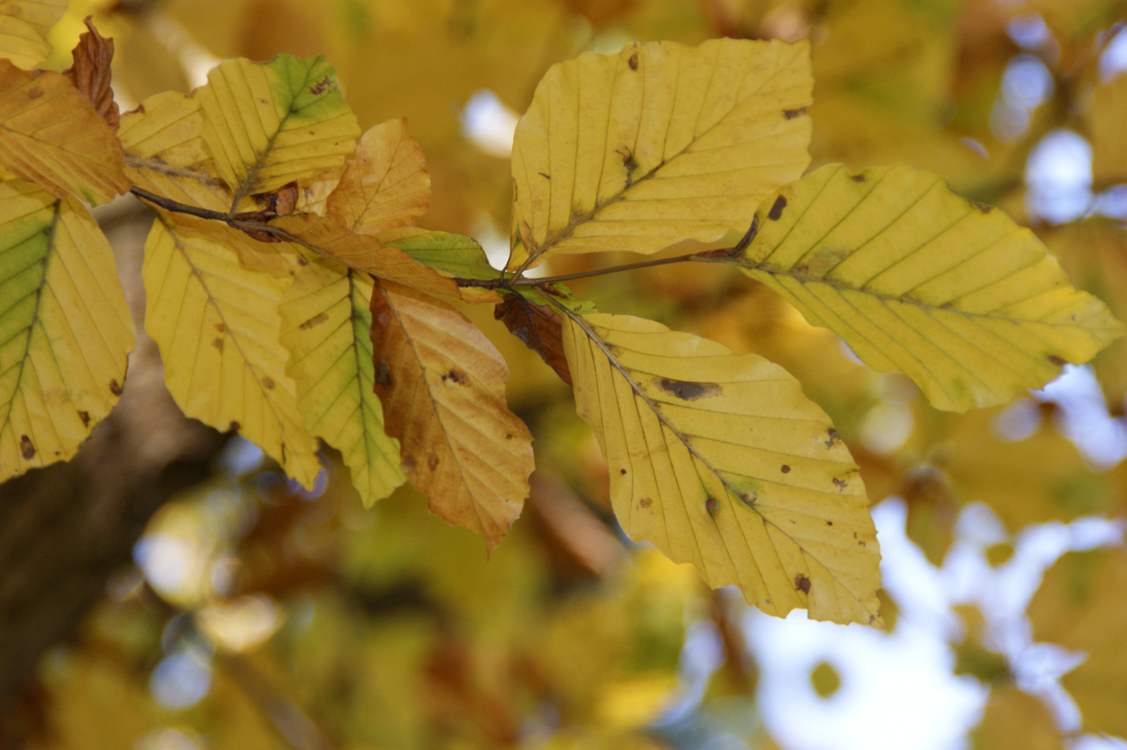 Bunt sind schon die Wälder...