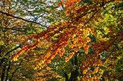 Bunt sind schon die Wälder...