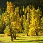 Bunt sind schon die Wälder...