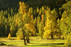 Bunt sind schon die Wälder...