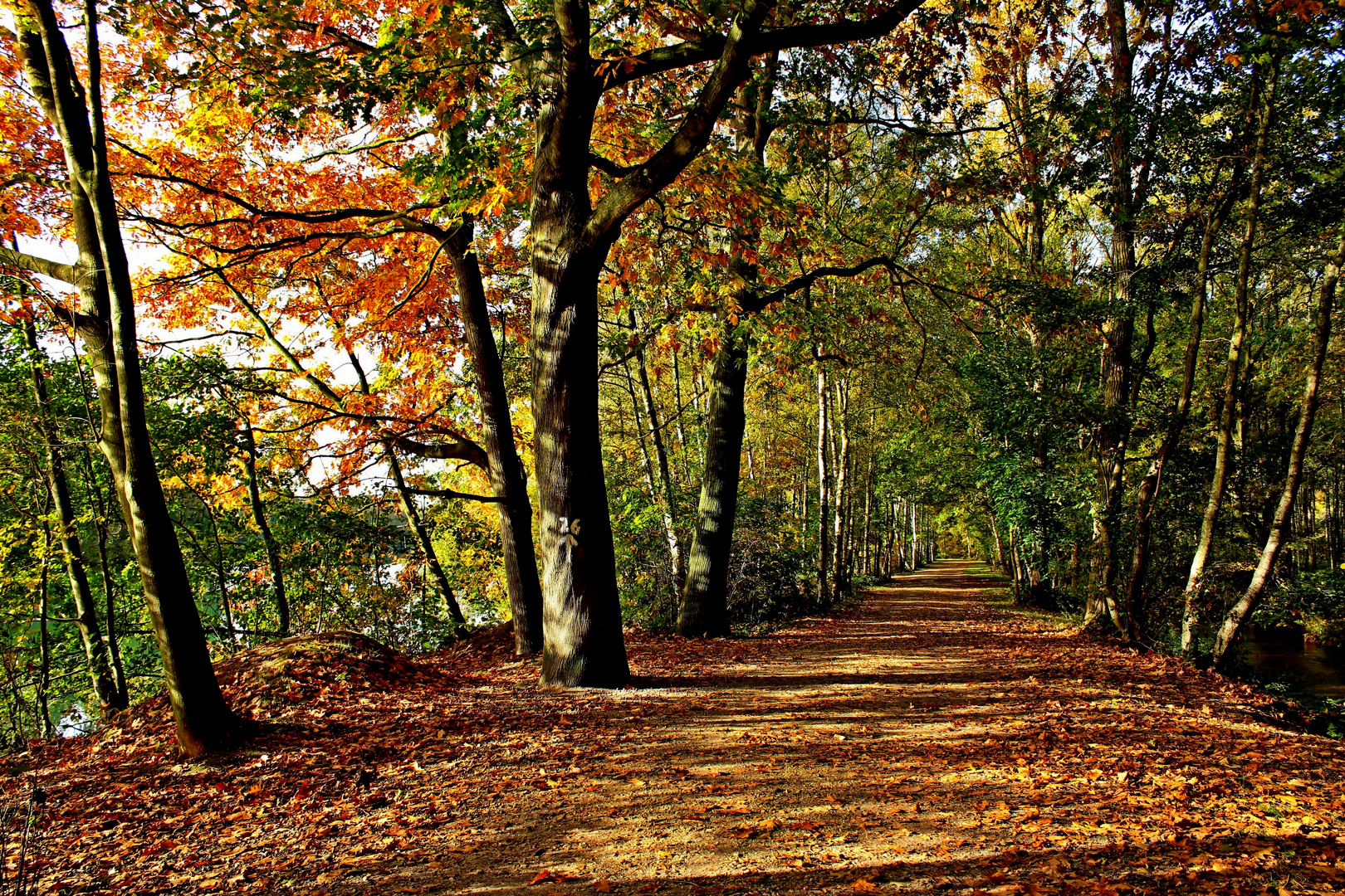 Bunt sind schon die Wälder Foto & Bild | natur, landschaft