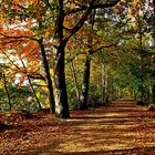 Bunt sind schon die Wälder