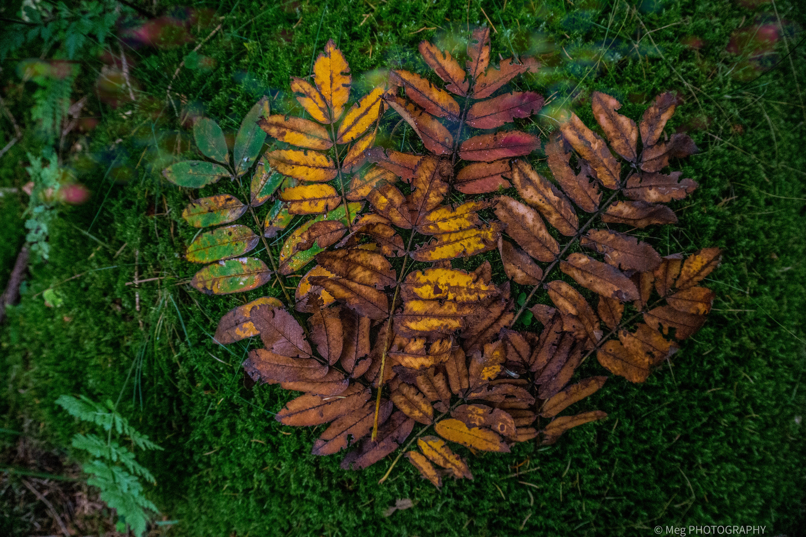 bunt sind schon die Wälder