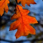 Bunt sind schon die Wälder