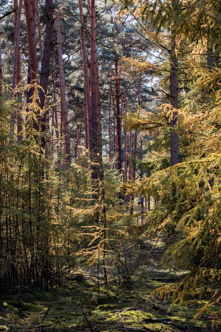 Bunt sind schon die Wälder ..