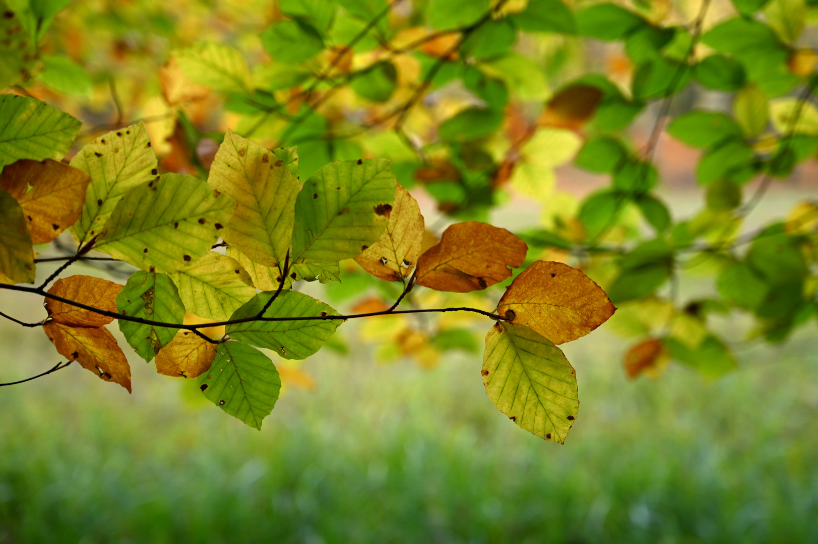 bunt sind schon die Wälder