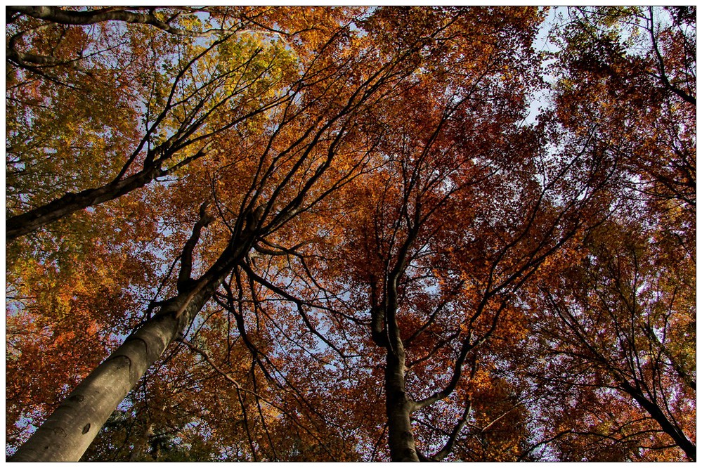 Bunt sind schon die Wälder...