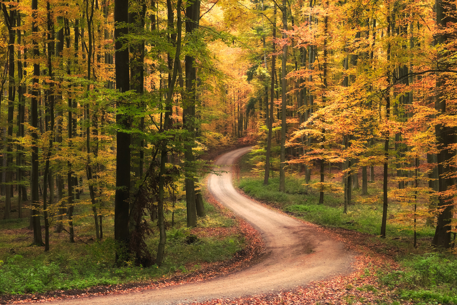 Bunt sind schon die Wälder