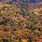 Bunt sind schon die Wälder...