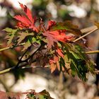 Bunt sind schon die Wälder