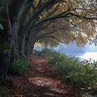 Bunt sind schon die Wälder ...