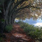 Bunt sind schon die Wälder ...