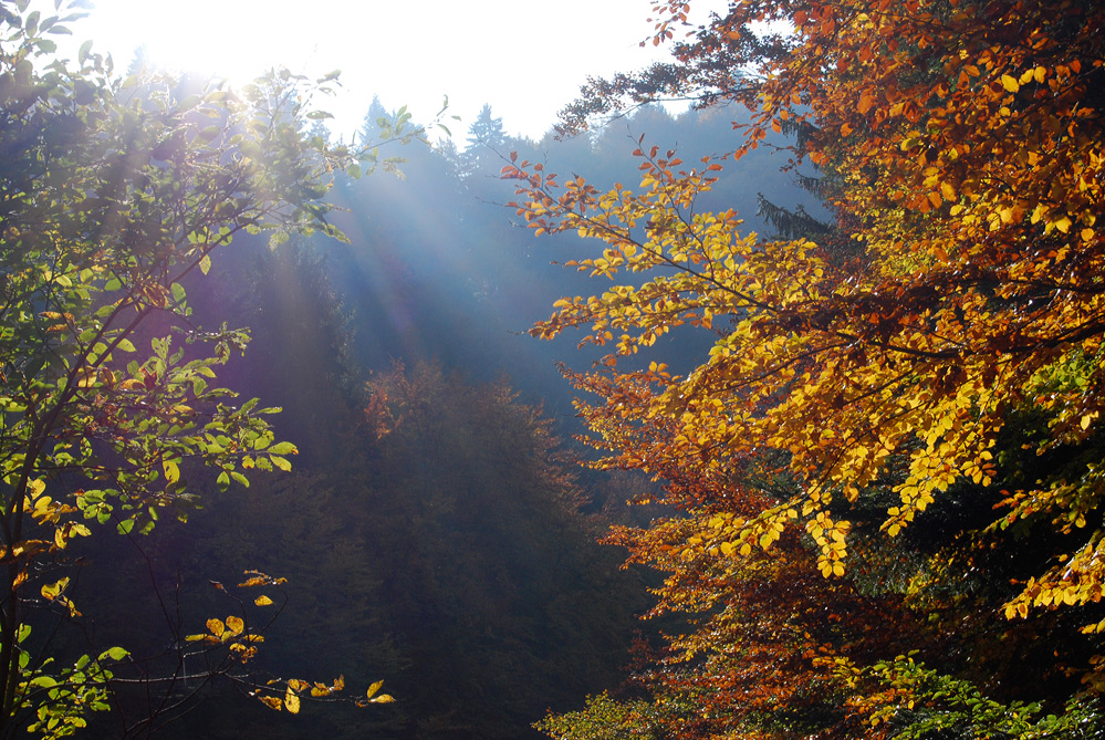 Bunt sind schon die Wälder