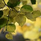 Bunt sind schon die Wälder...