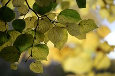 Bunt sind schon die Wälder...