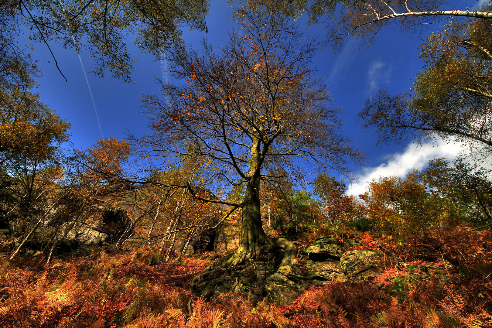 Bunt sind schon die Wälder